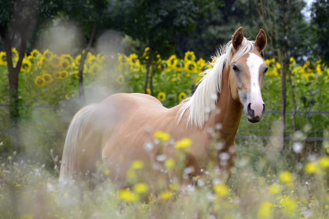 Saillie Quarter Horse palomino 