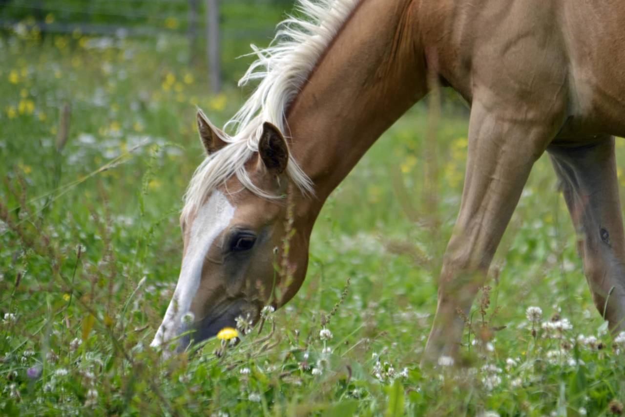 Saillie Quarter Horse palomino 