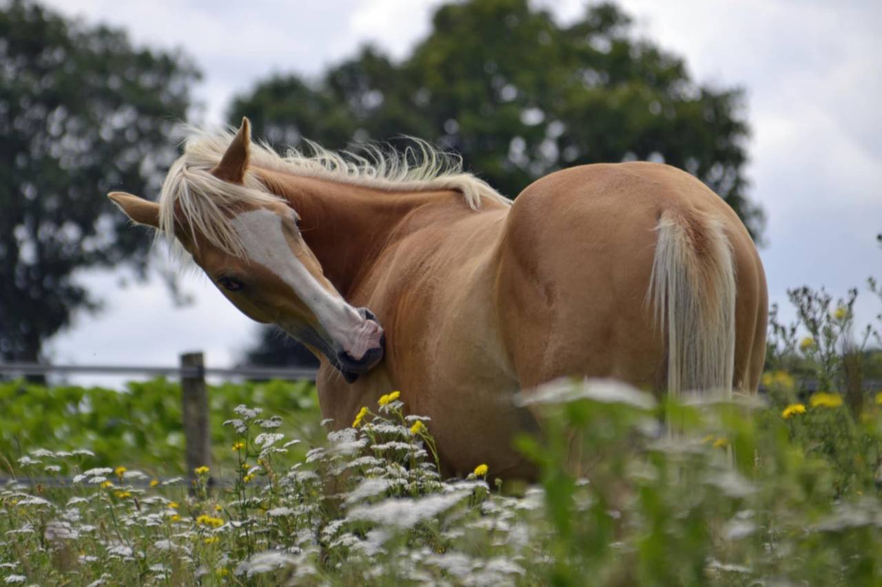 Saillie Quarter Horse palomino 