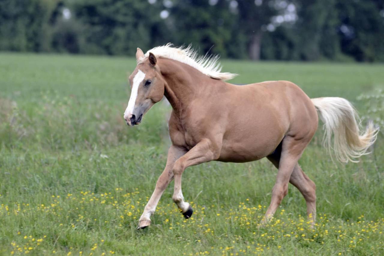 Saillie Quarter Horse palomino 