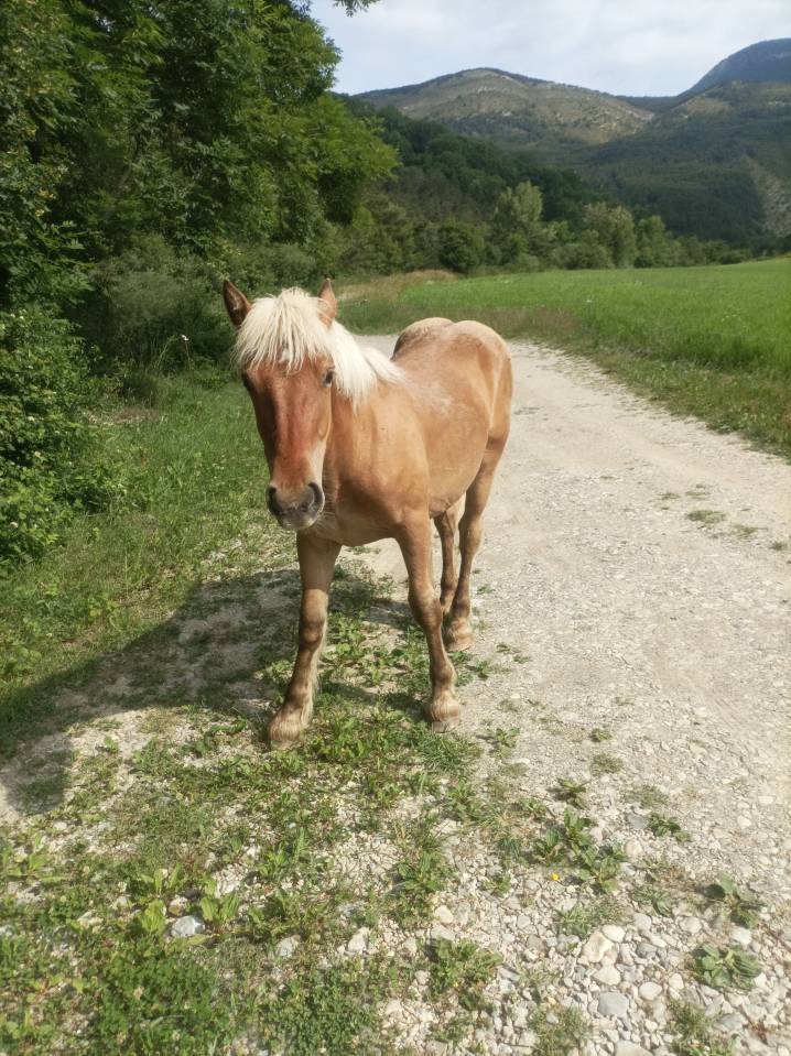 Poulain comtois