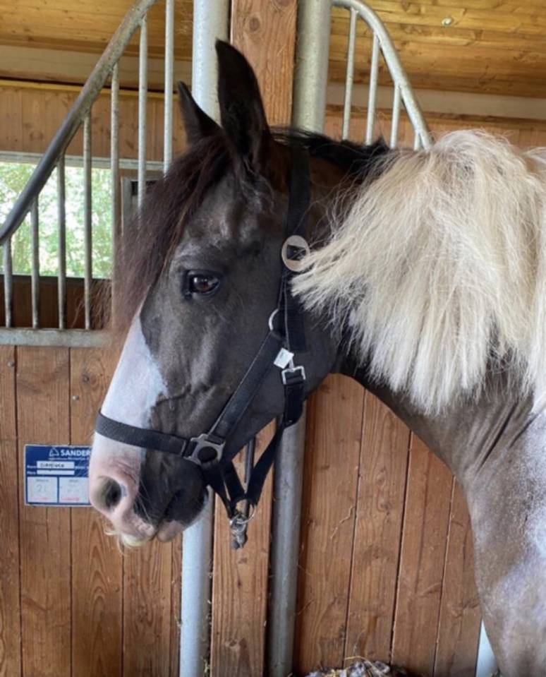 Irish cob
