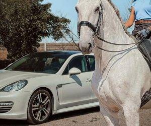 IMPARCIAL: Un lusitanien prêt à vous éblouir