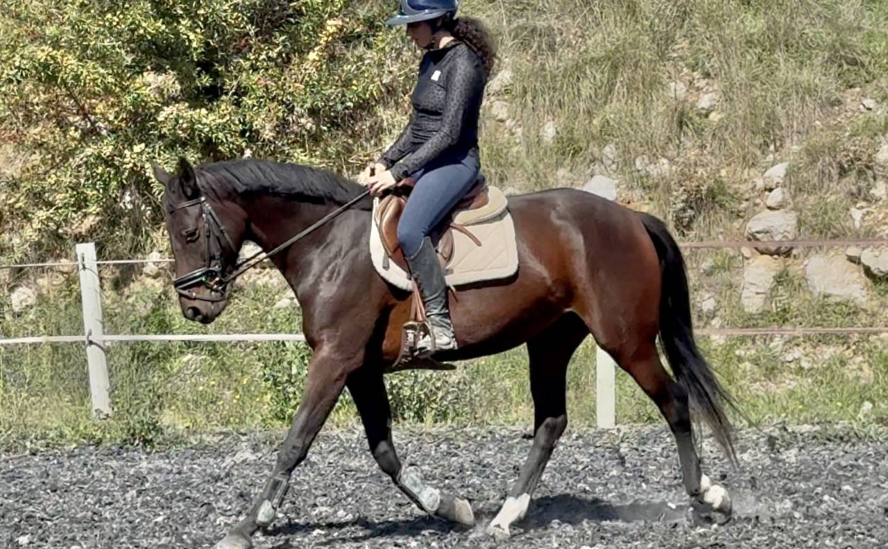 Top Jument CCE/CSO selle francais