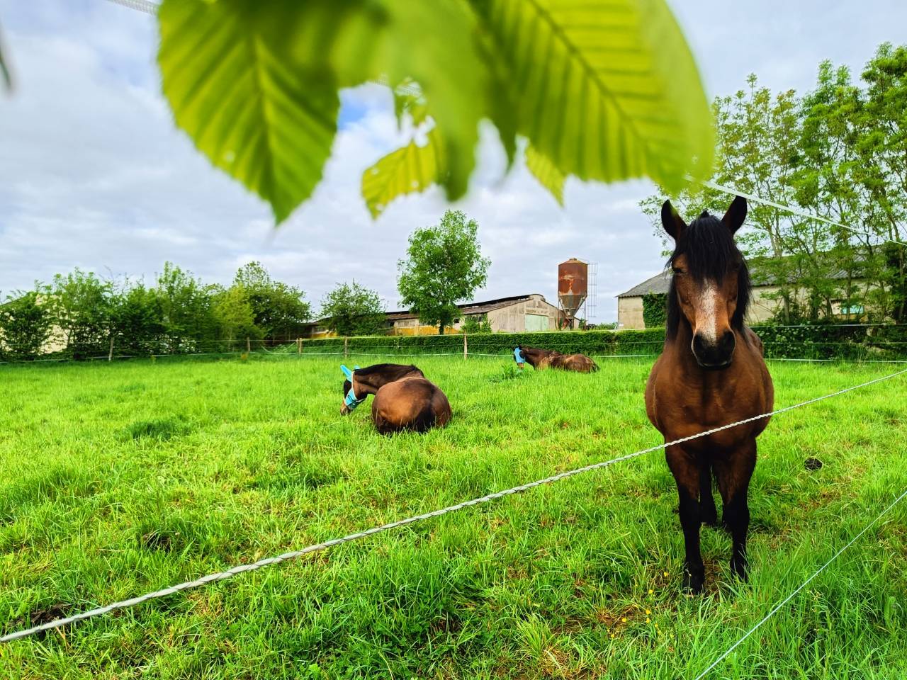 Pension chevaux Vouvant 85