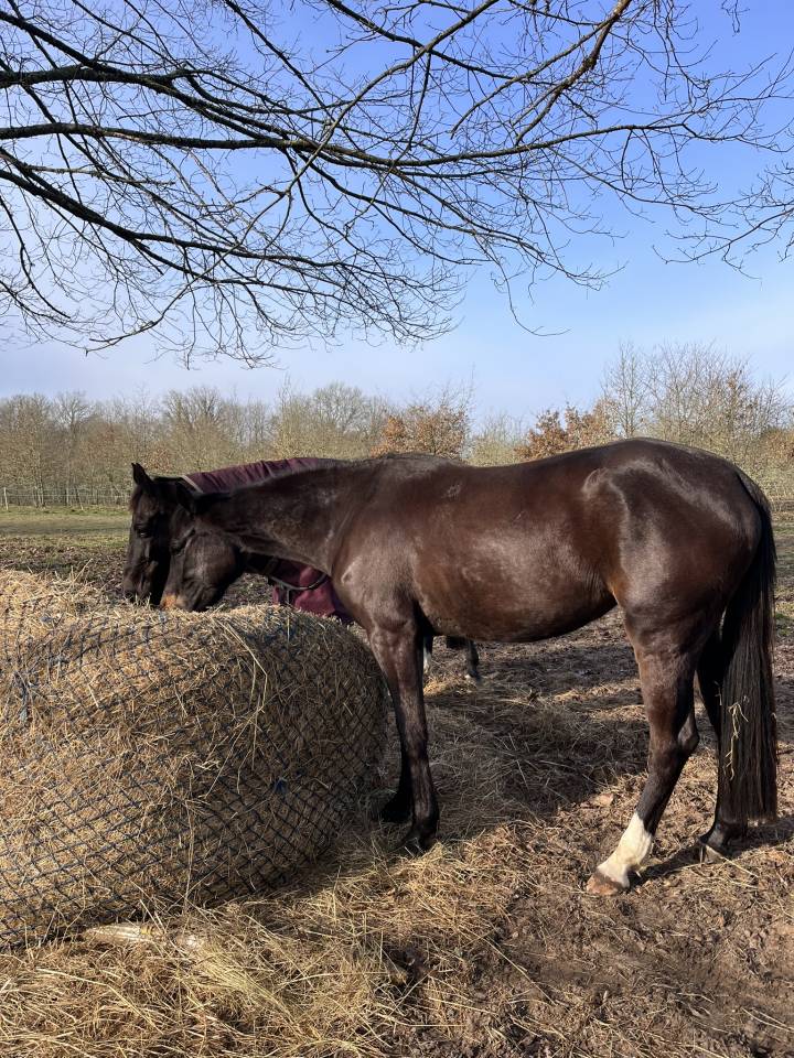 Ecurie privée Labrit - Mont de marsan