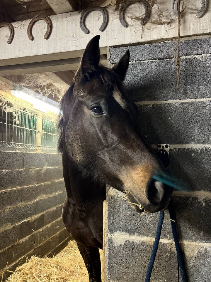 Ecurie privée Labrit - Mont de marsan