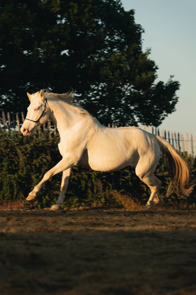 Jument PP Crème 4 ans