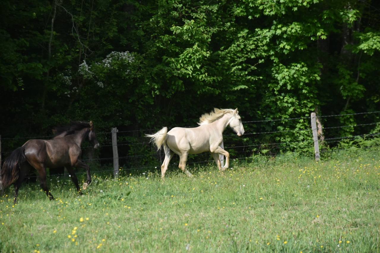 Okokoun - OC lusitanien 