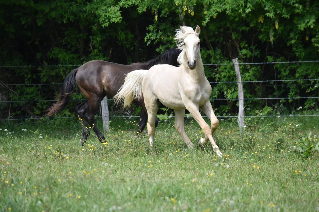 Okokoun - OC lusitanien 