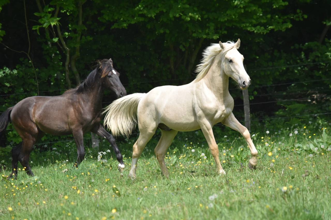 Okokoun - OC lusitanien 