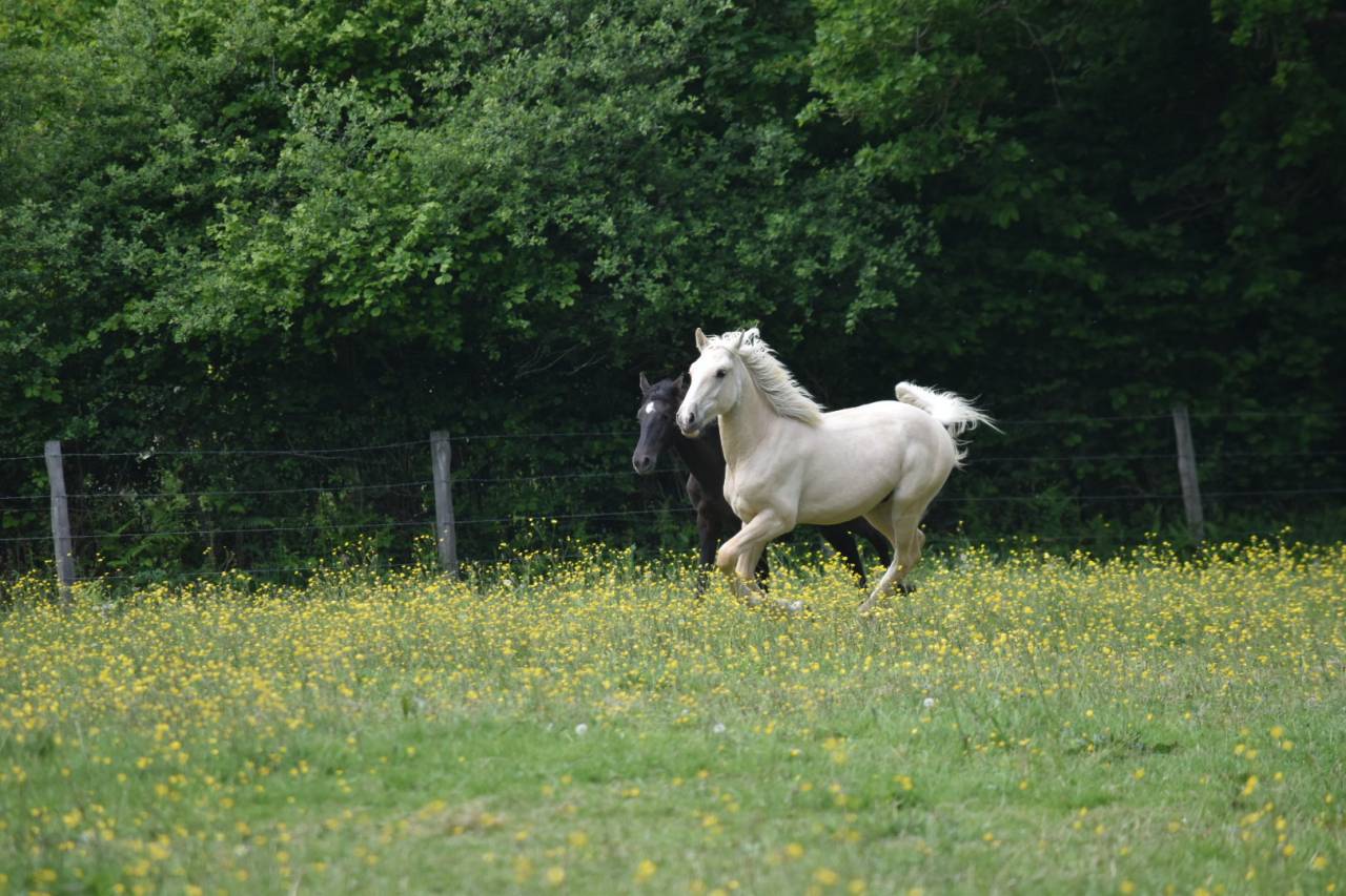 Okokoun - OC lusitanien 