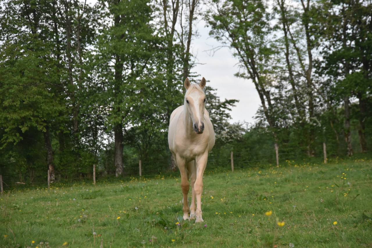 Okokoun - OC lusitanien 