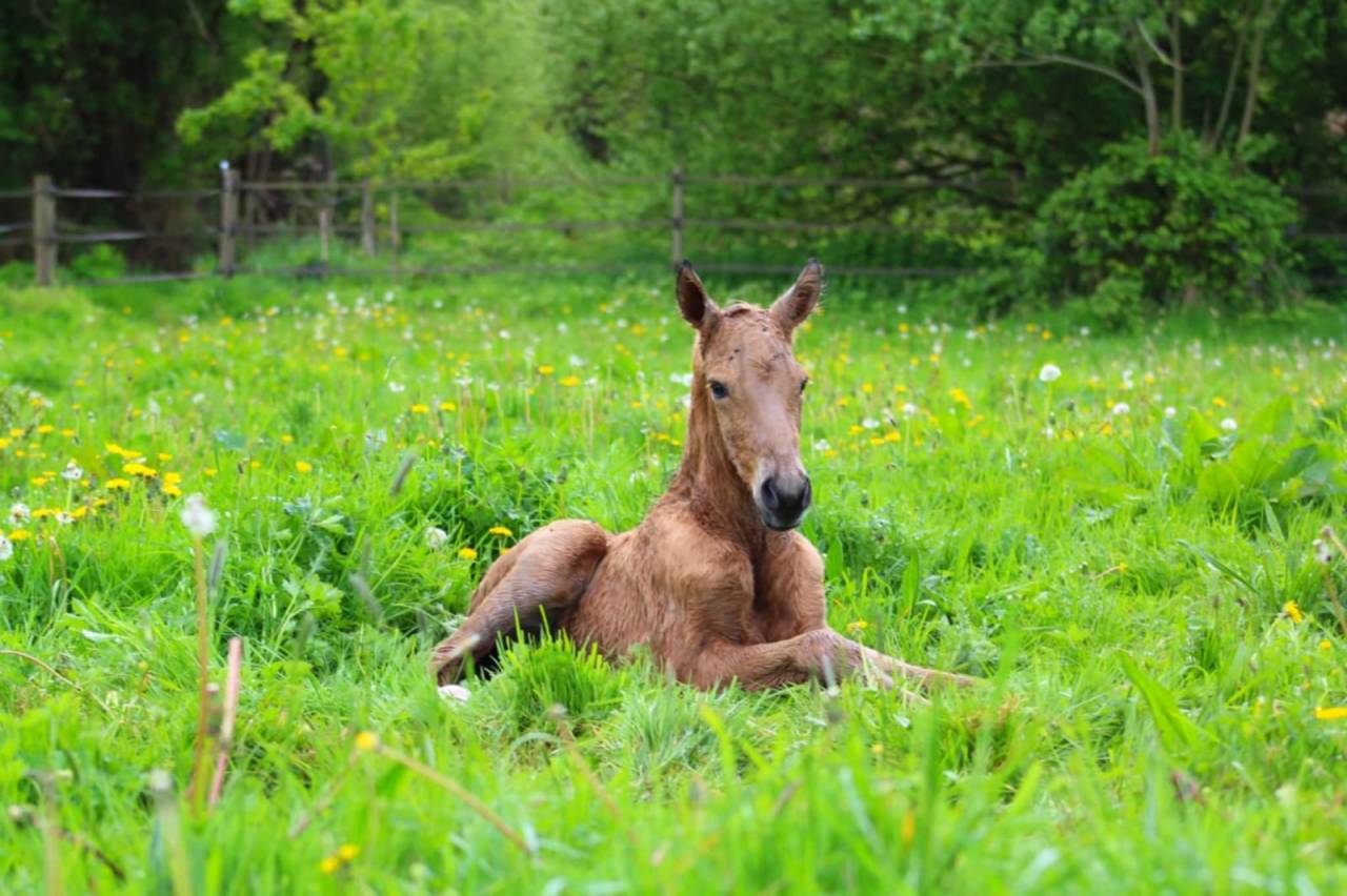 Cheval Lusitanien Isabelle