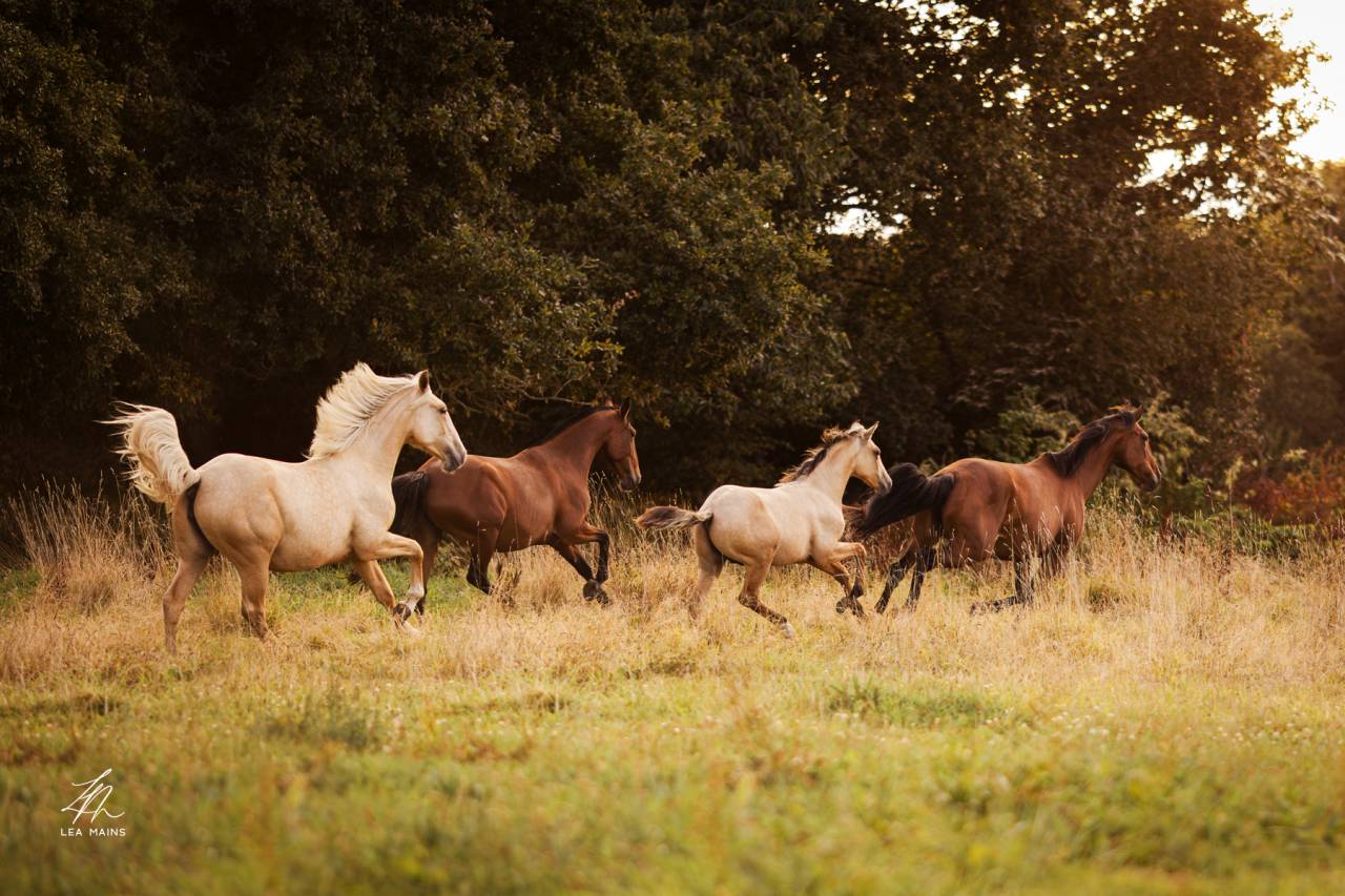 Cheval Lusitanien Isabelle