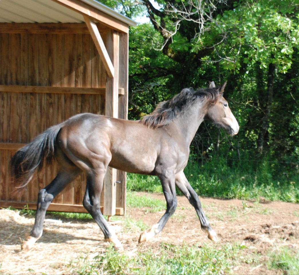 POULAIN SF par Balou du Rouet et Idylle du Causse