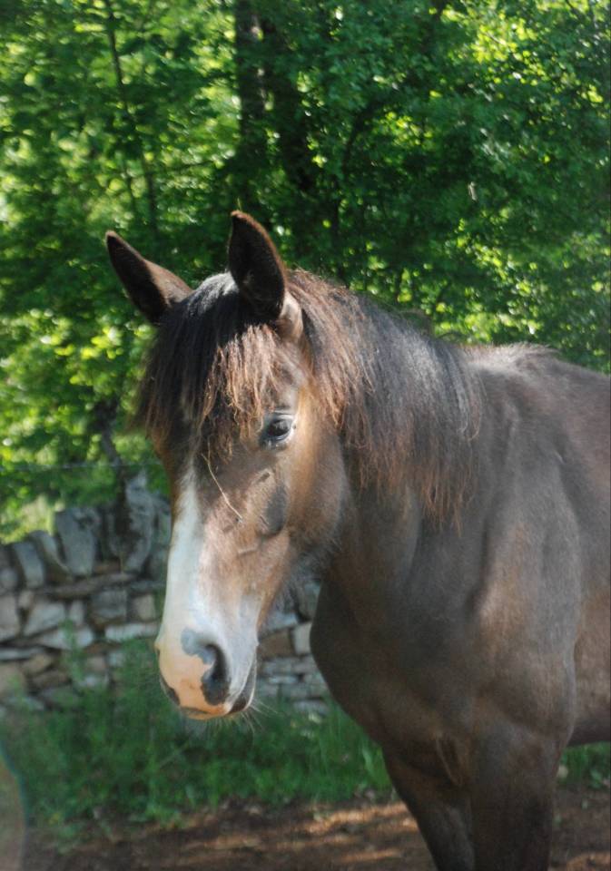 POULAIN SF par Balou du Rouet et Idylle du Causse
