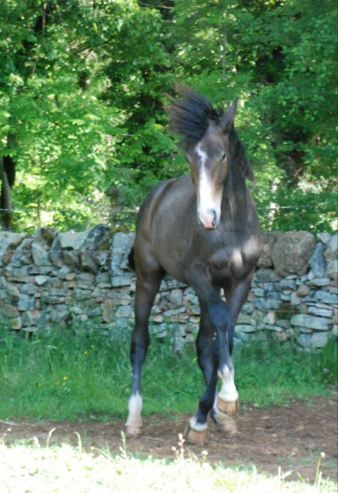 POULAIN SF par Balou du Rouet et Idylle du Causse