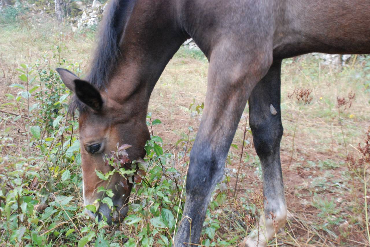 POULAIN SF par Balou du Rouet et Idylle du Causse