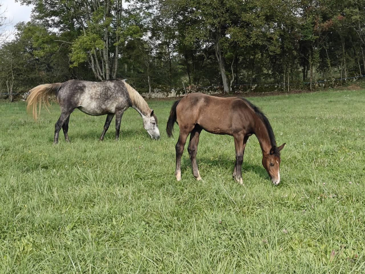 POULAIN SF par Balou du Rouet et Idylle du Causse