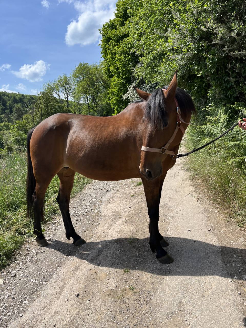 À vendre super jument TF 