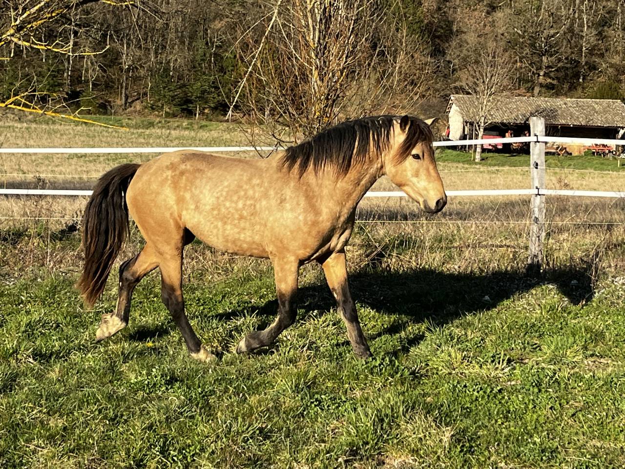 Tres joli poulain connemara pb modele sport 