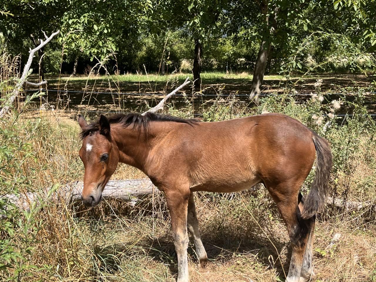 Tres joli poulain connemara pb modele sport 