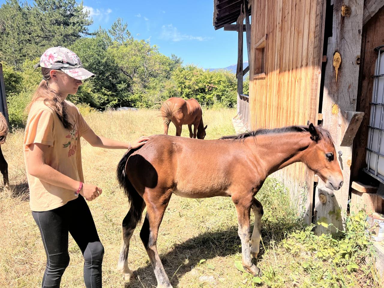 Tres joli poulain connemara pb modele sport 