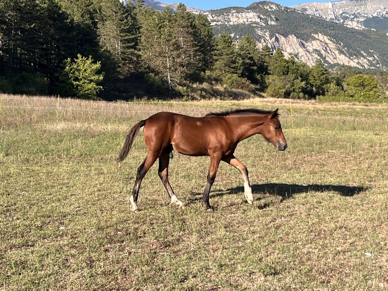 Tres joli poulain connemara pb modele sport 