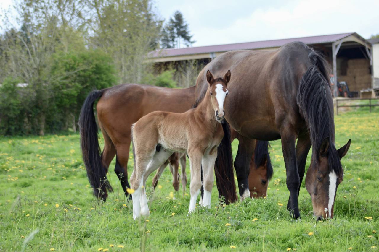 Foal par Kilimandjaro Semilly