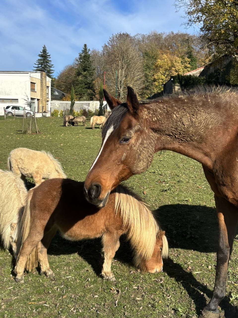 Poulain Cheval Miniature Français alezan crins lavés 