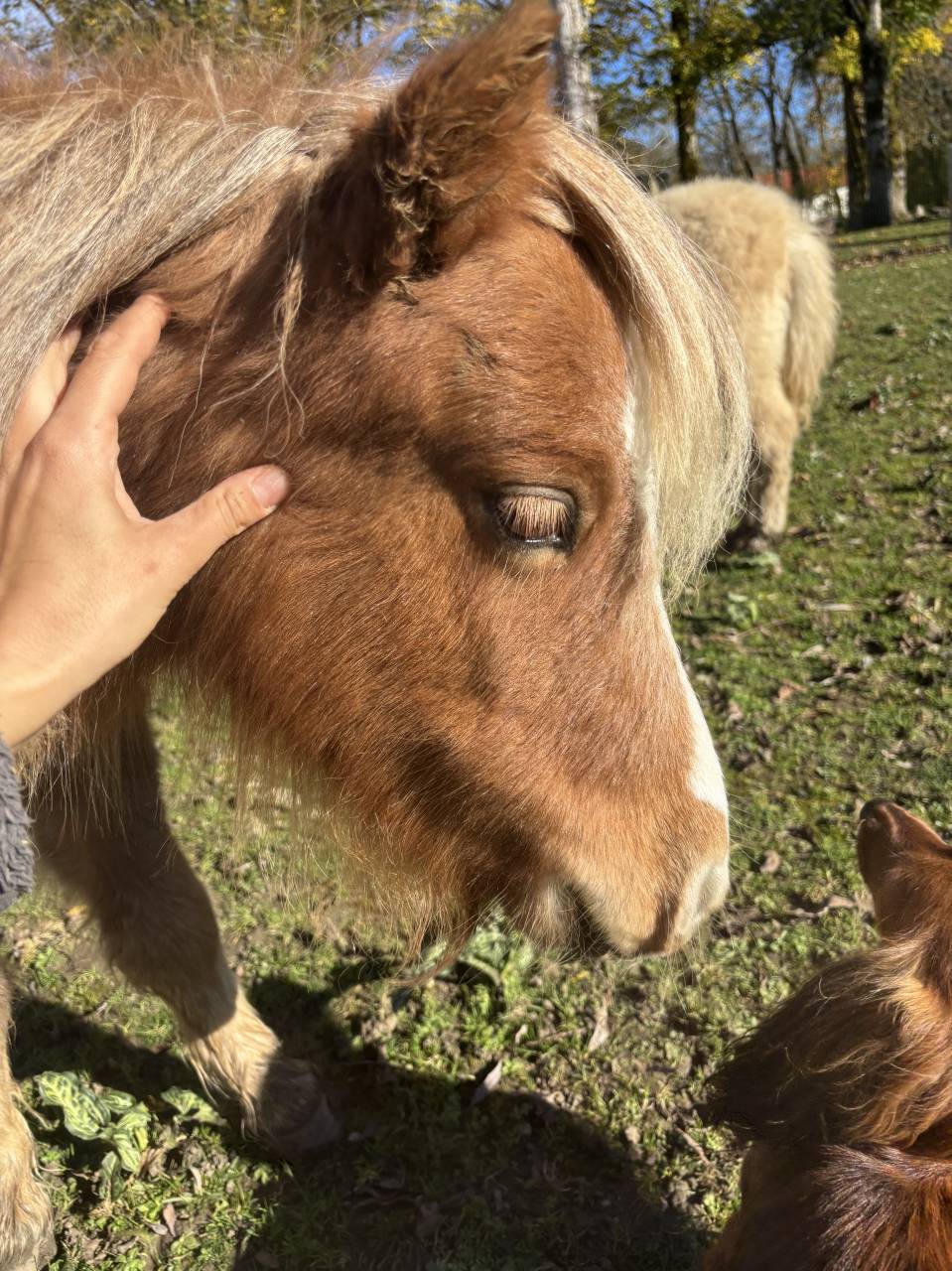 Poulain Cheval Miniature Français alezan crins lavés 