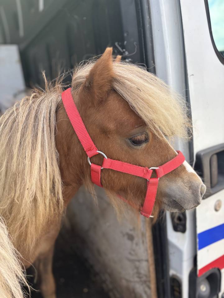 Poulain Cheval Miniature Français alezan crins lavés 