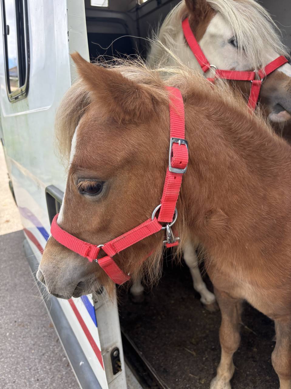 Poulain Cheval Miniature Français alezan crins lavés 