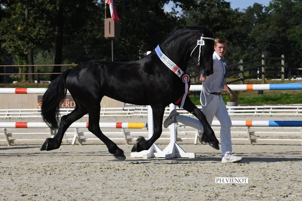 Poulain Frison Pleins Papiers