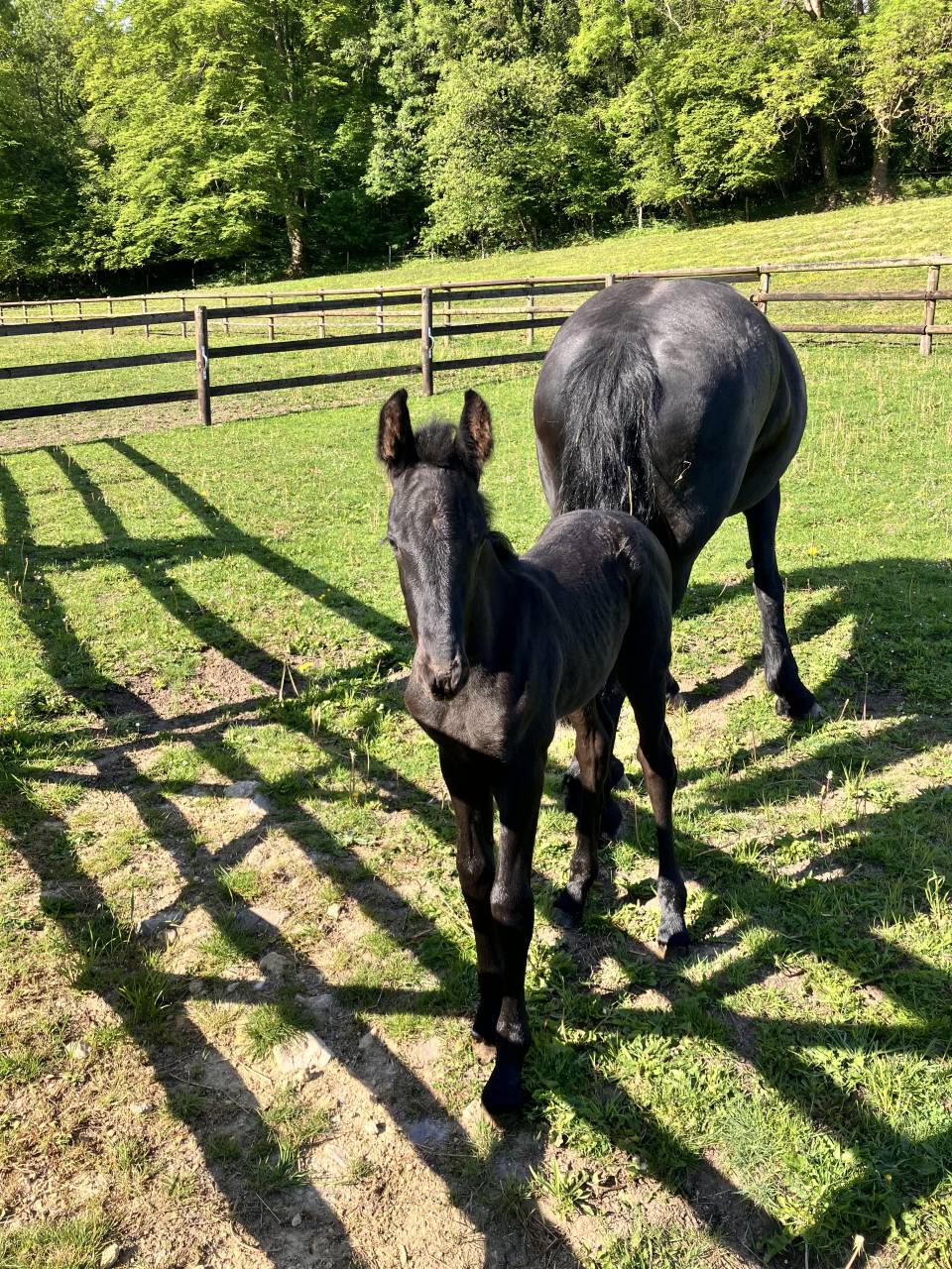 Poulain Frison Pleins Papiers