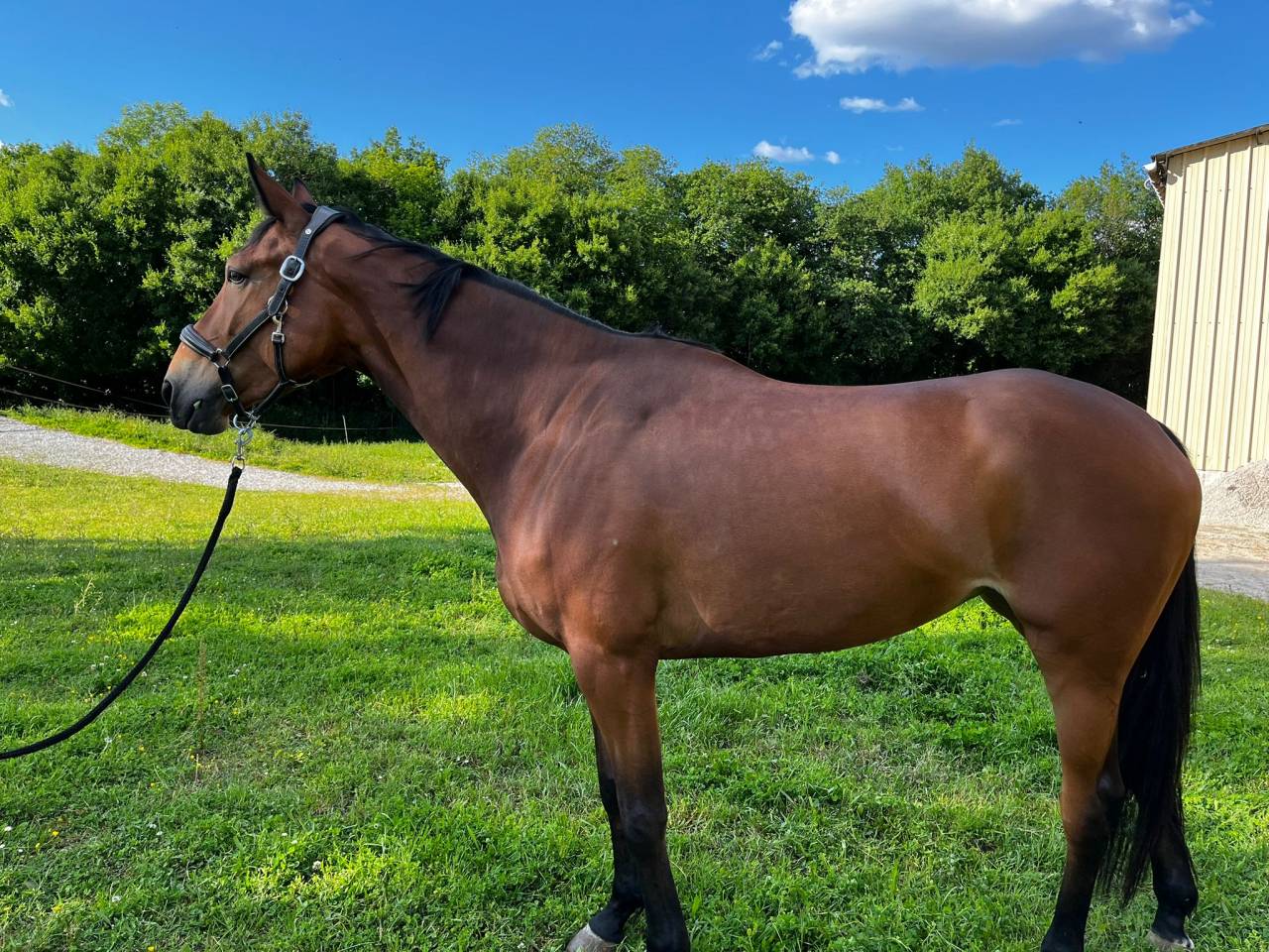 Jument baie SF de 4 ans