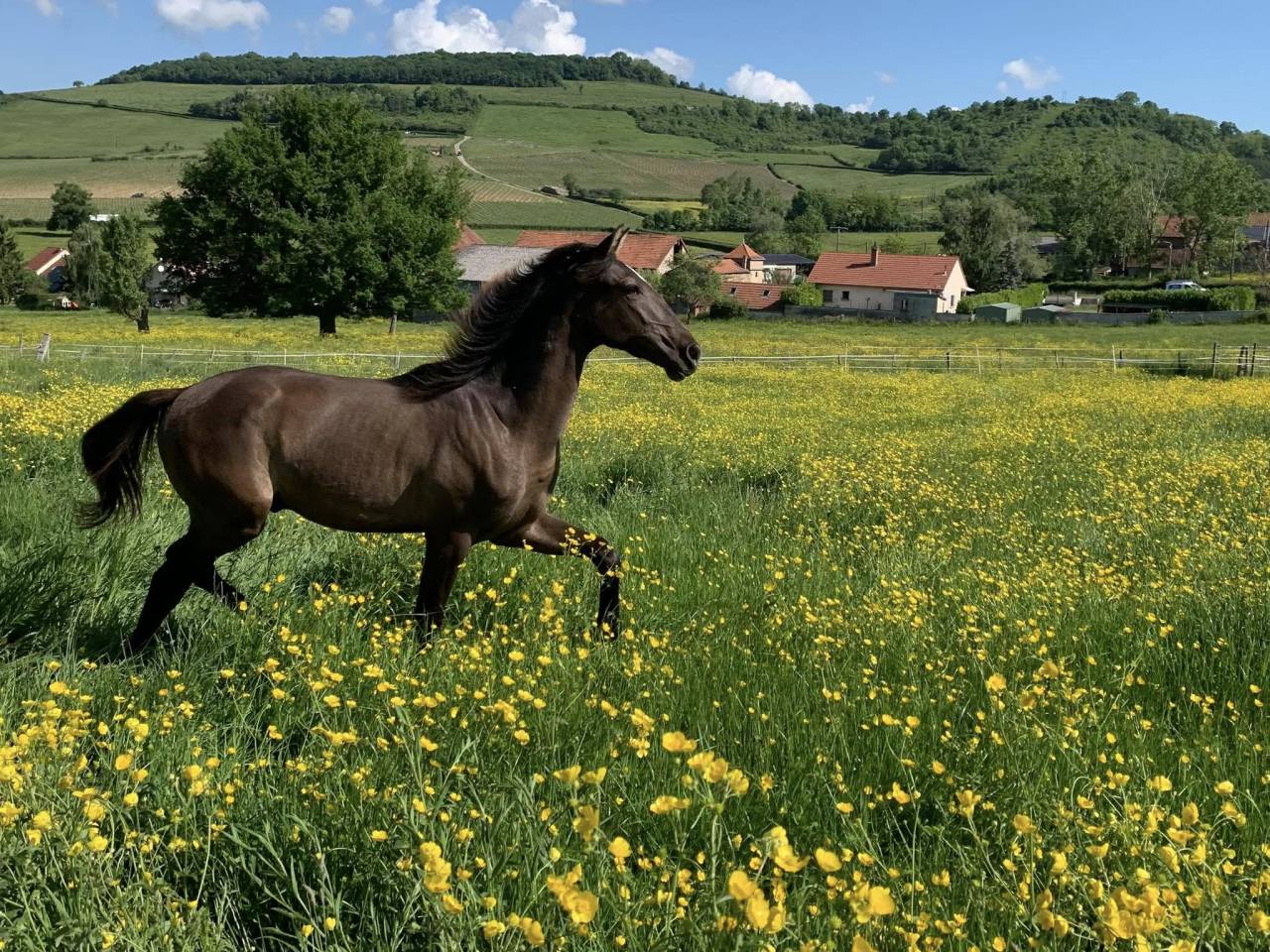 poulain iberique noir 2024