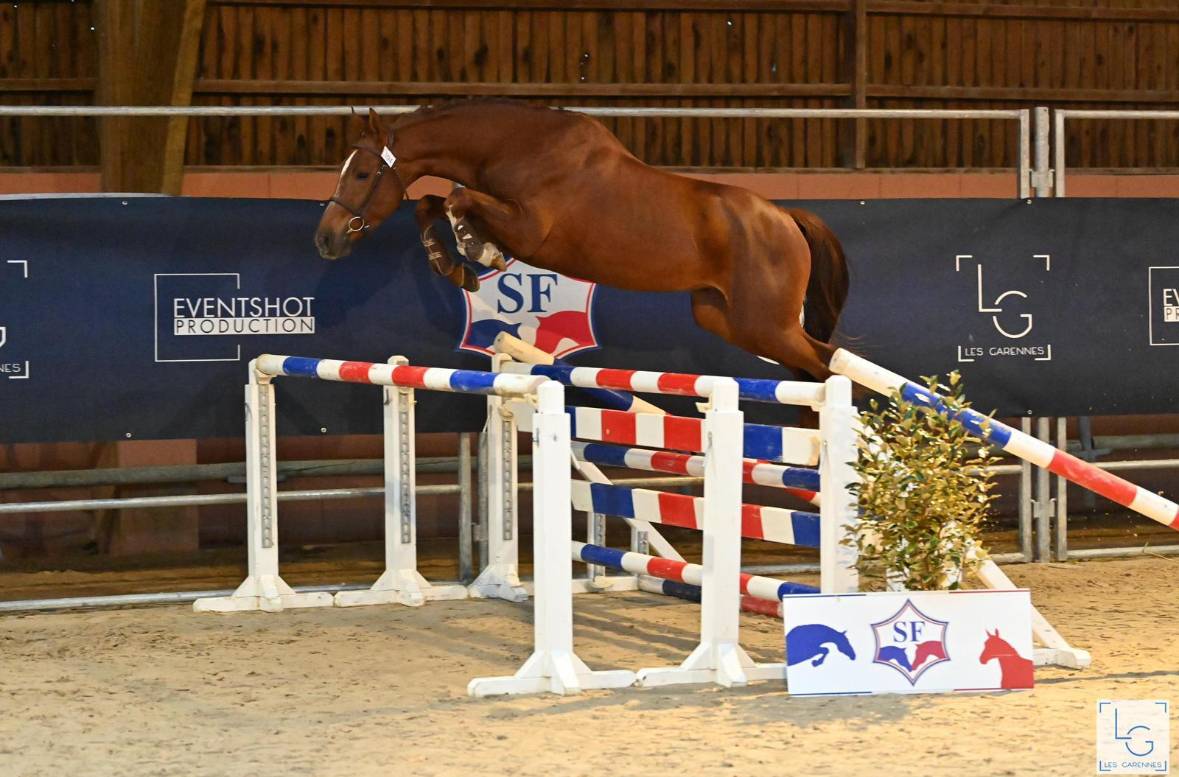 Hongre 5ans Vagabond x Diamant 