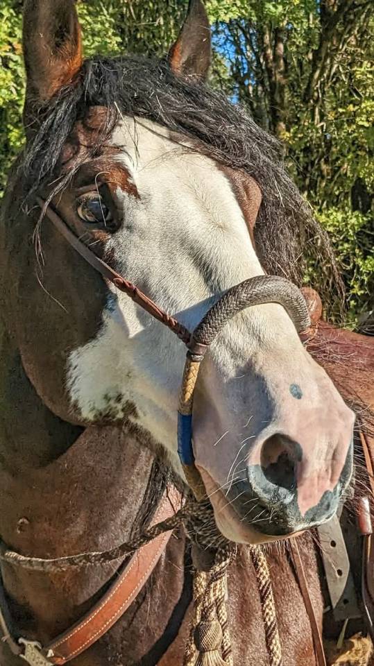 Étalon Criollo - La Nevada El Allegro