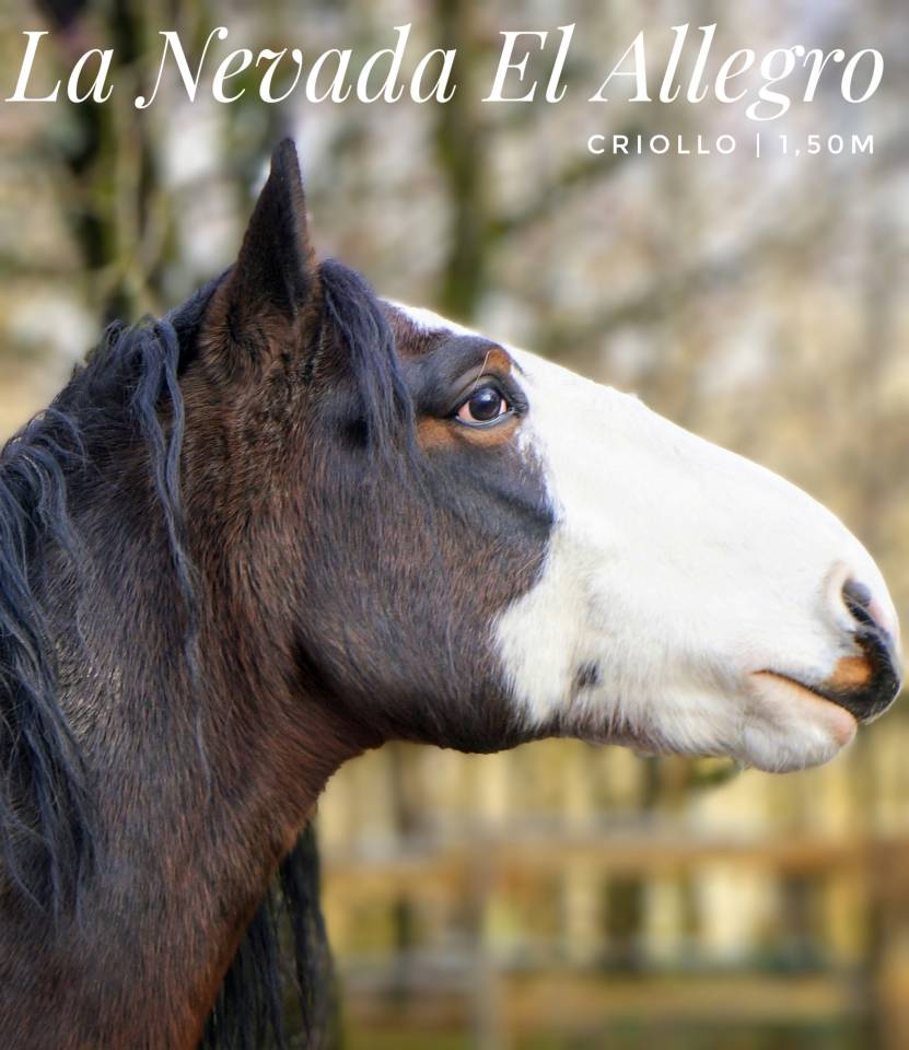 Étalon Criollo - La Nevada El Allegro