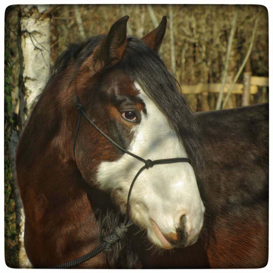 Étalon Criollo - La Nevada El Allegro