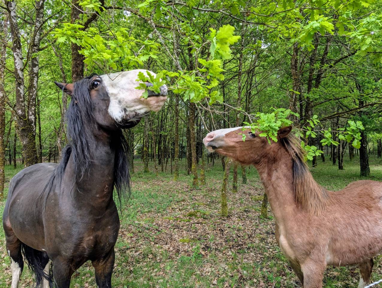 Étalon Criollo - La Nevada El Allegro