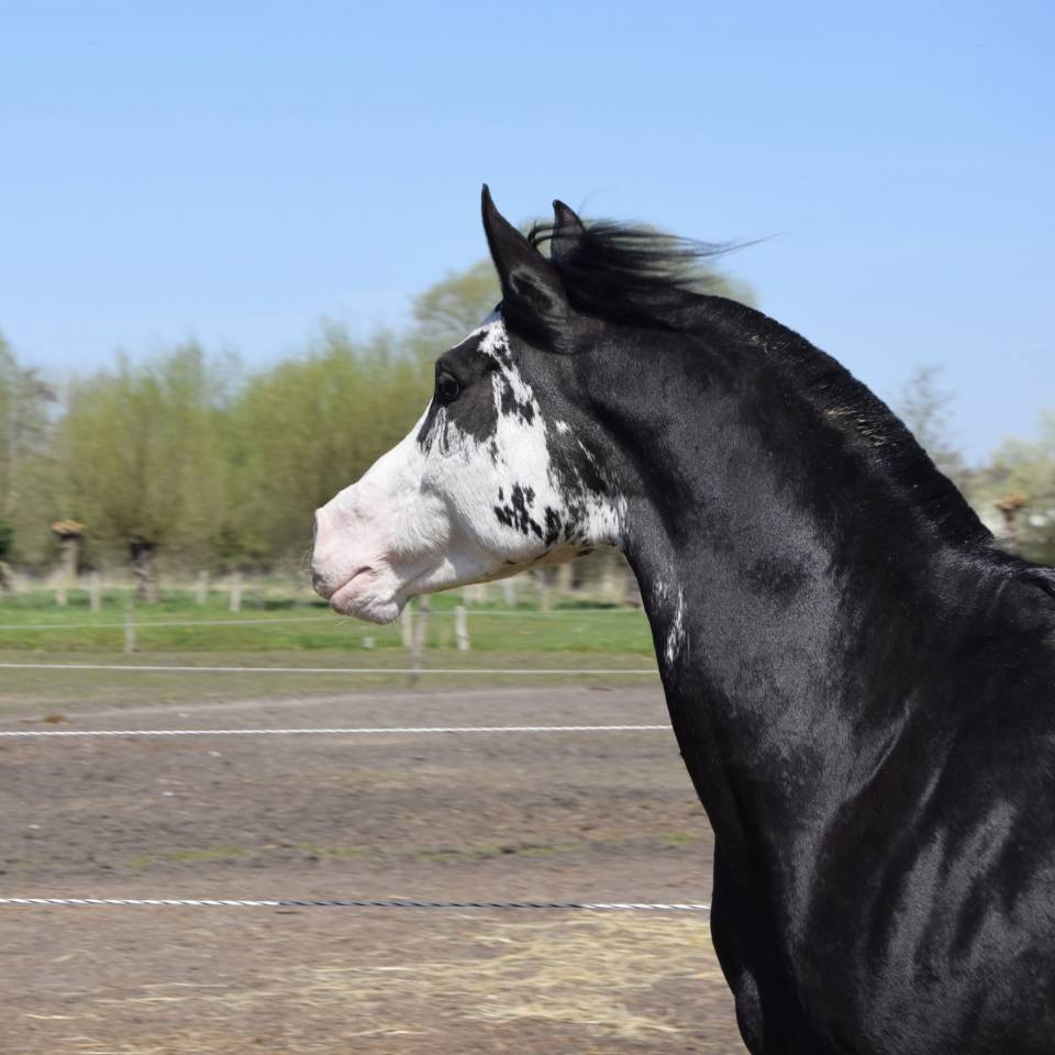 Jumanji Hotpepers Saillie 