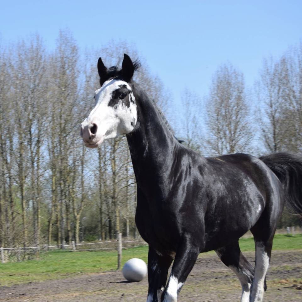 Jumanji Hotpepers Saillie 