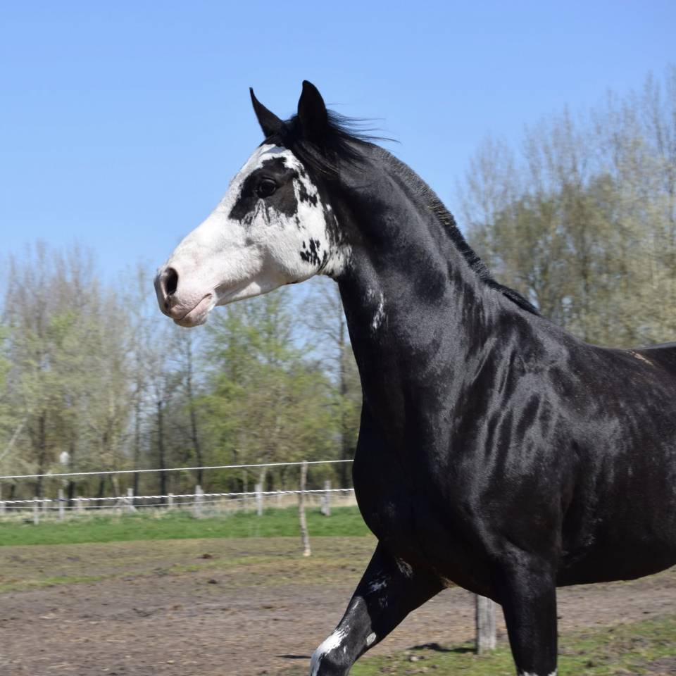 Jumanji Hotpepers Saillie 