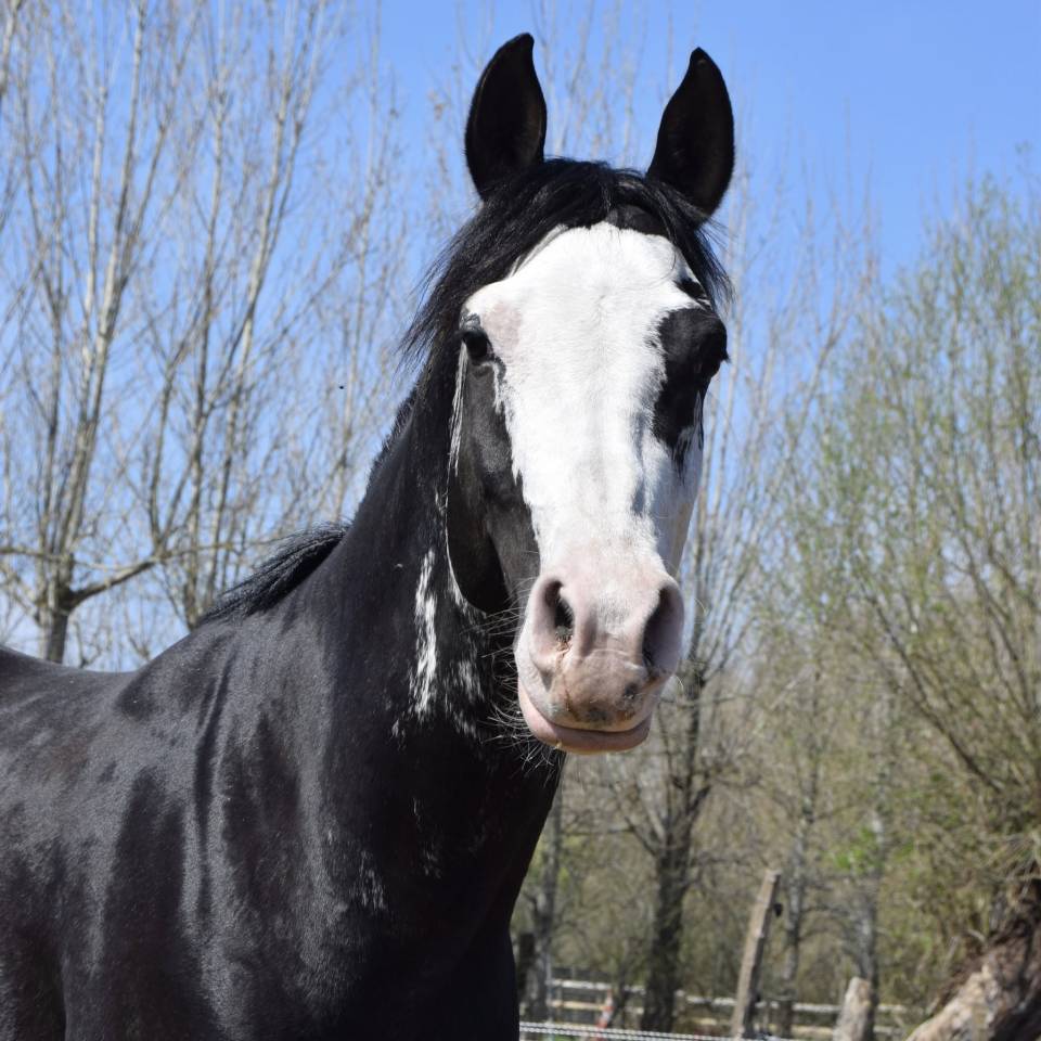 Jumanji Hotpepers Saillie 