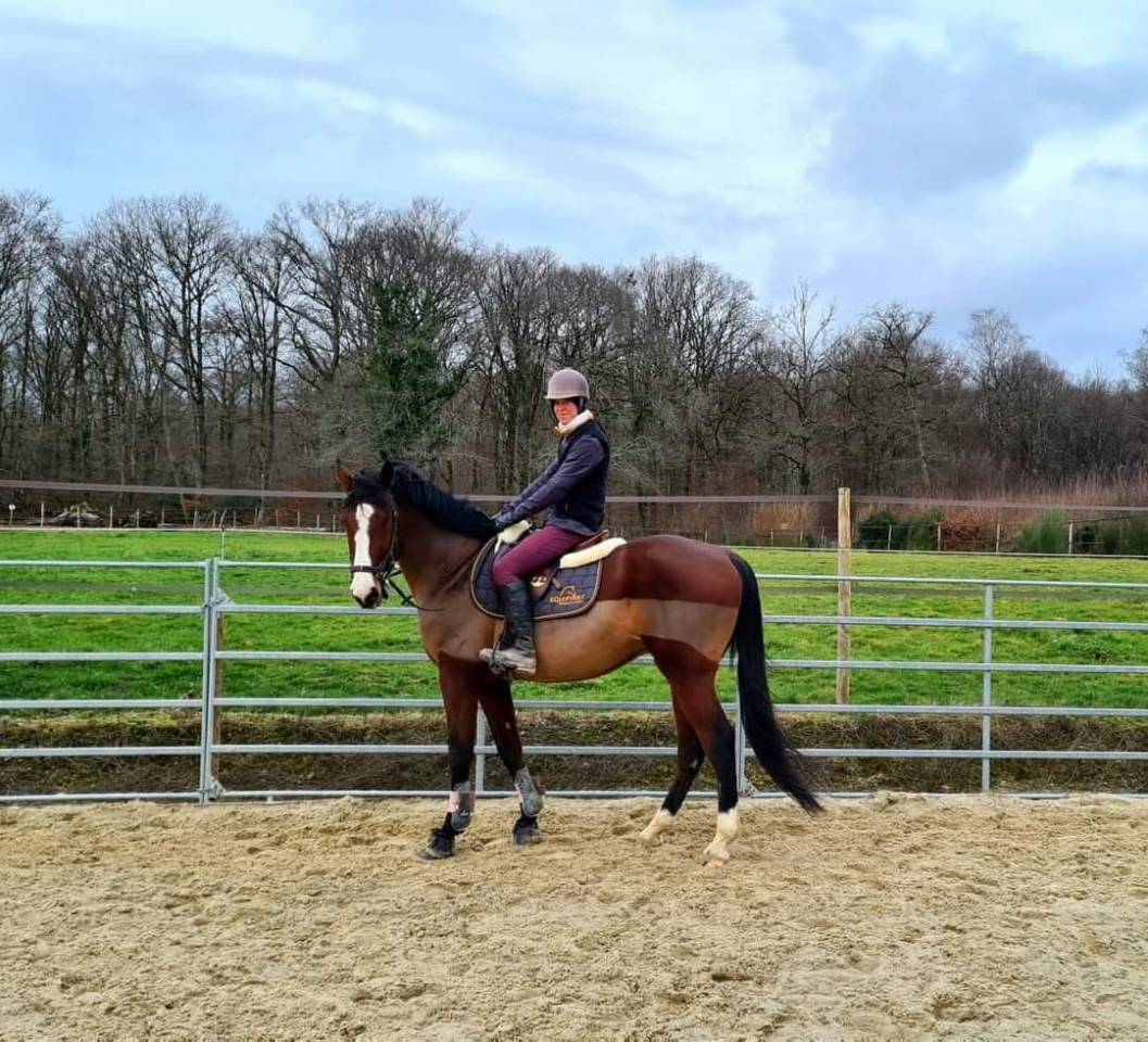 Hongre SF loisirs/compagnie