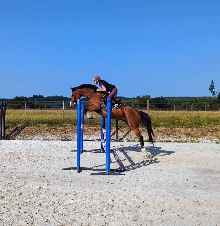 Hongre SF loisirs/compagnie