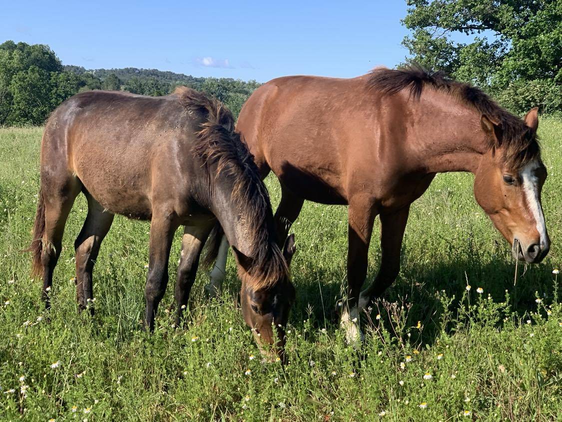 Ecurie de propri&eacute;taires